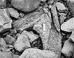 loch-awe-IV-wood-s.jpg - 8942 Bytes