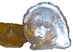 pearl-shell-1-small-150.jpg - 5286 Bytes